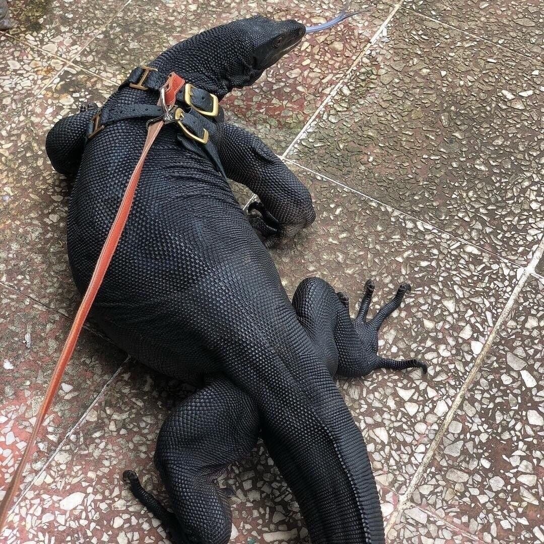 Черный водяной Варан