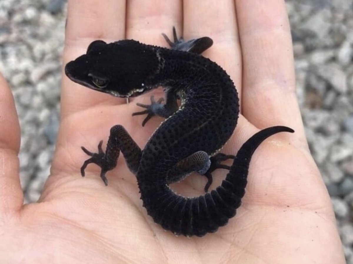 Геккон эублефар черный