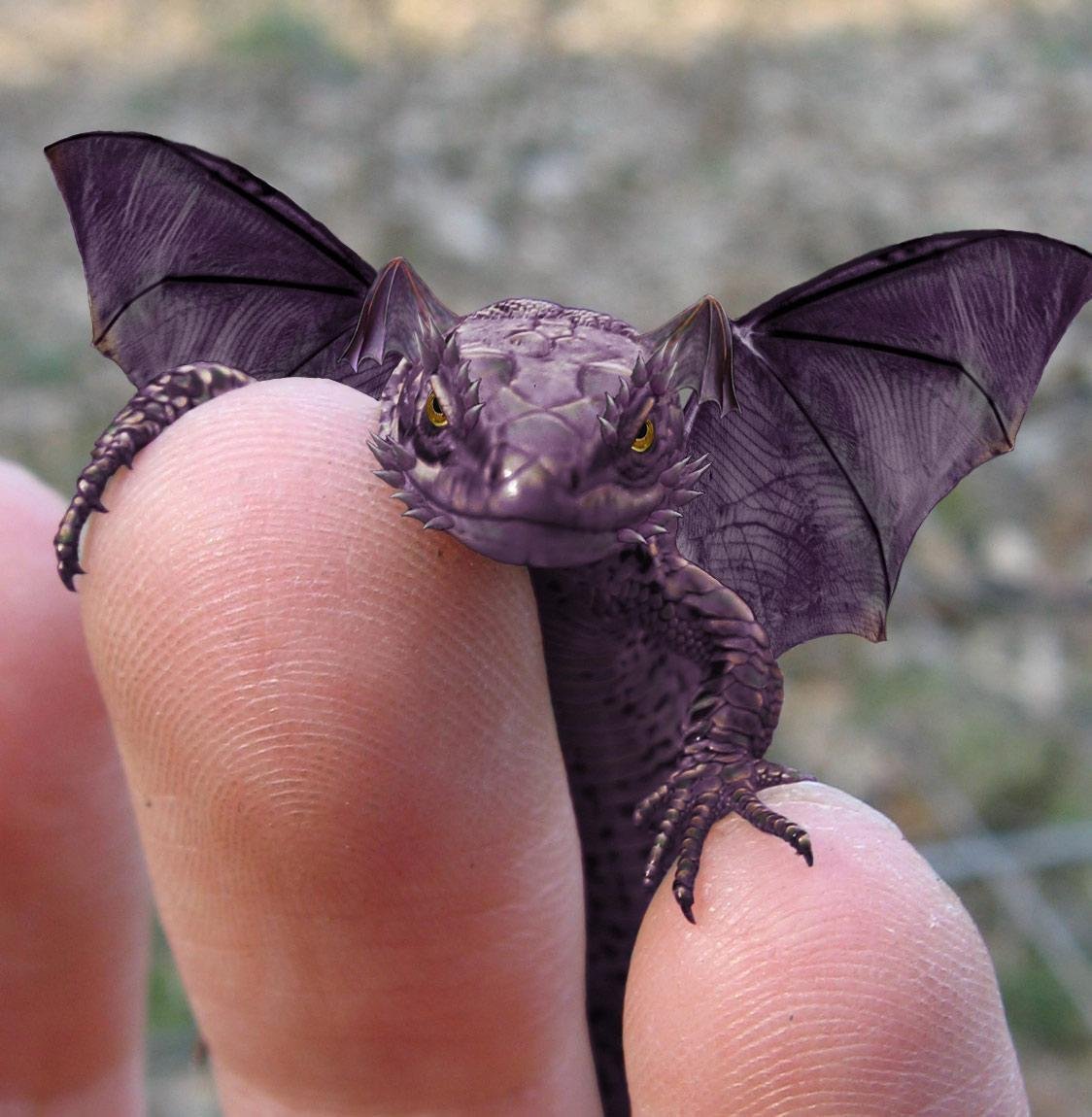 Маленький дракон