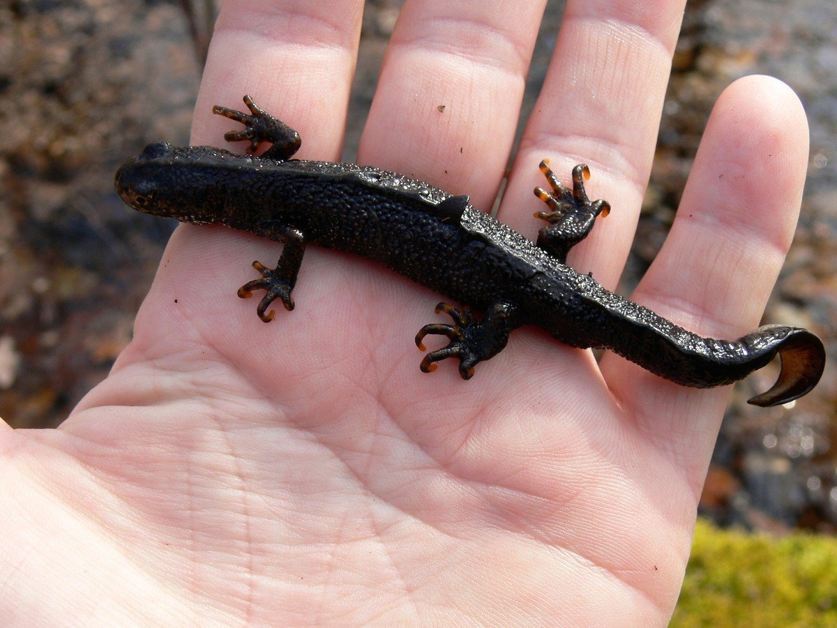 Тритон обыкновенный черный