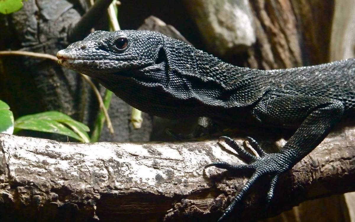 Варан Беккари