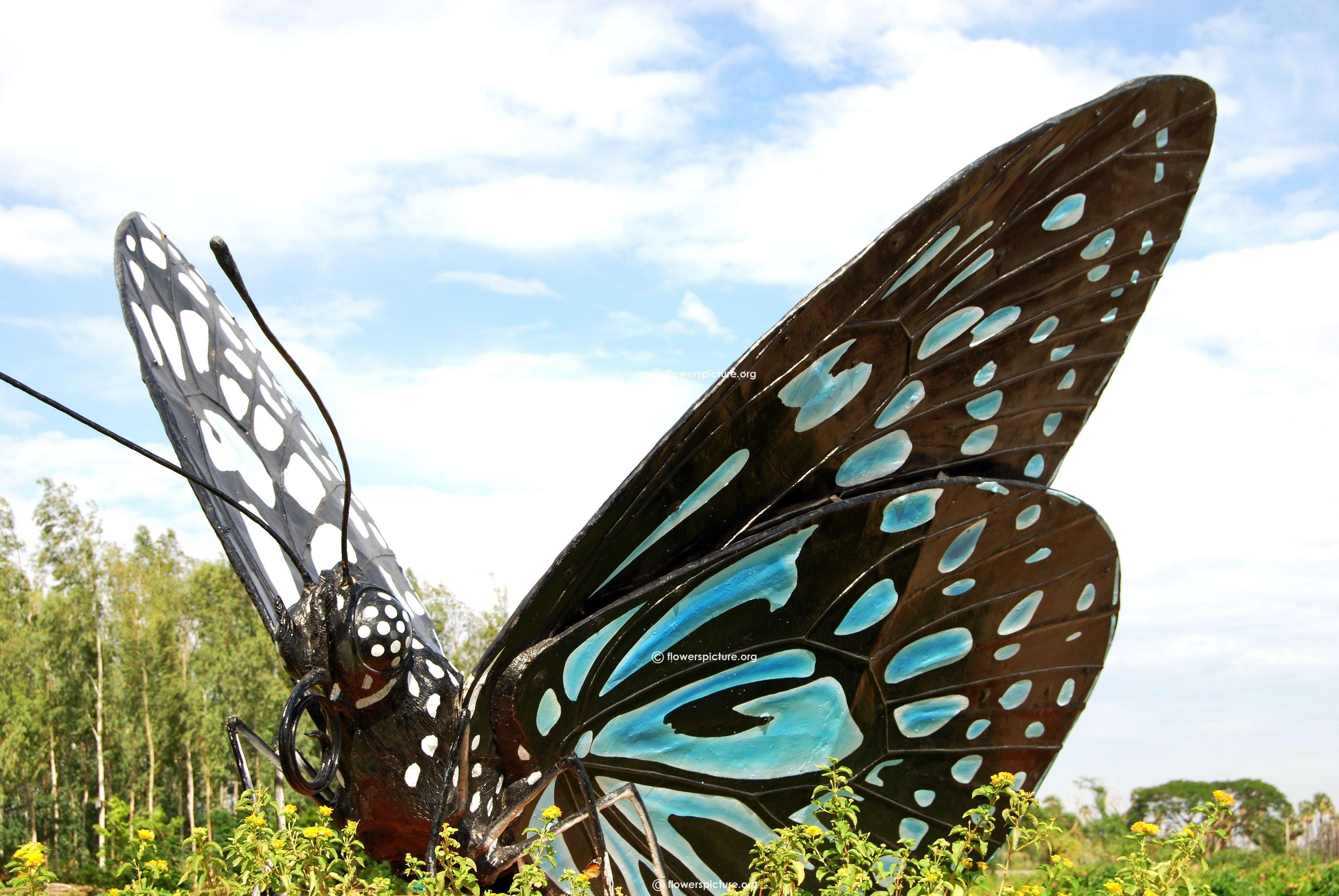 Огромные бабочки порхали. Огромная бабочка. Гигантские бабочки. Самые большие бабочки. Самая большая бабочка.