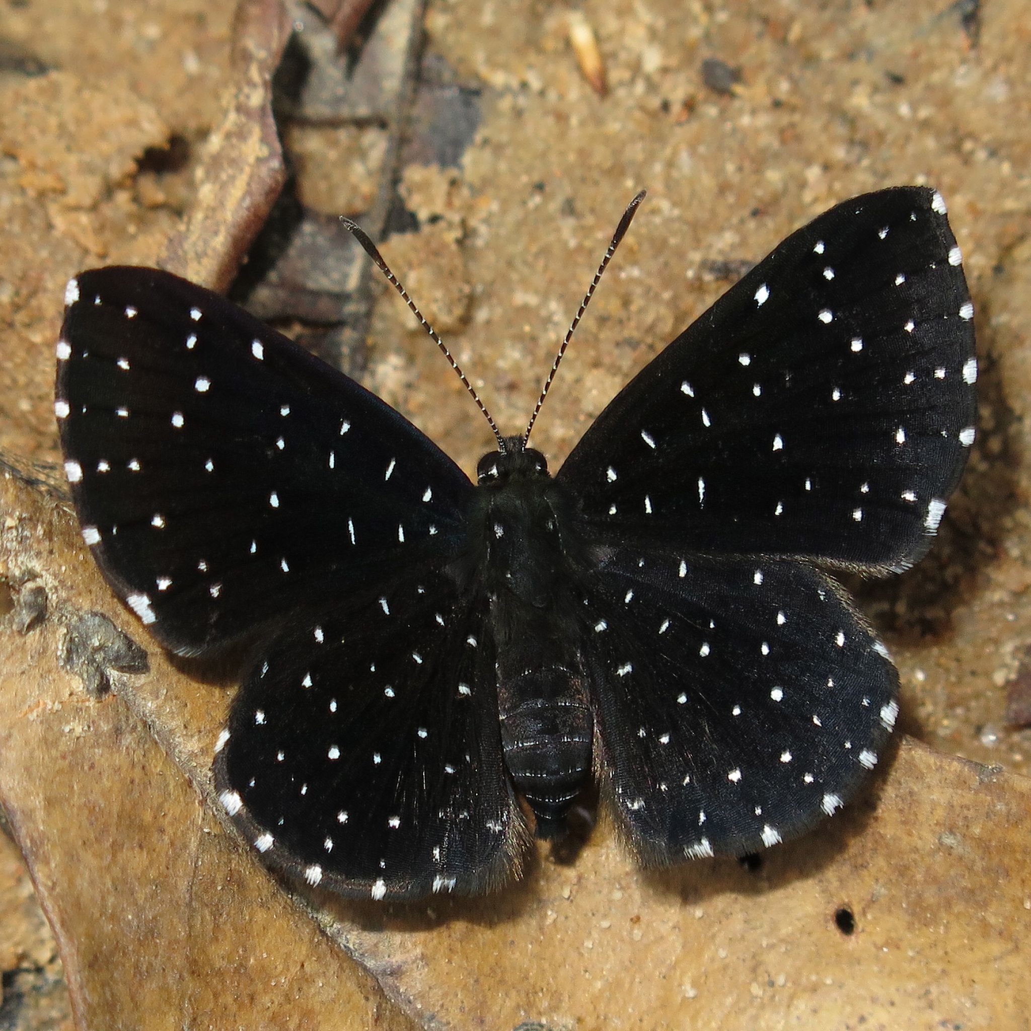 Черные ночные бабочки. Бабочка мадагаскарский Бражник. Чешуекрылые бабочки моли мотыльки. Черный Кардинал бабочка. Чешуекрылые ночные бабочки.