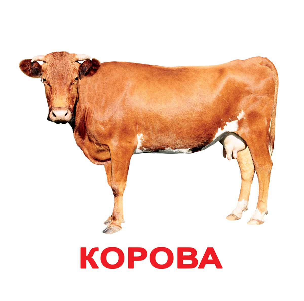 Изображения домашних животных для детей