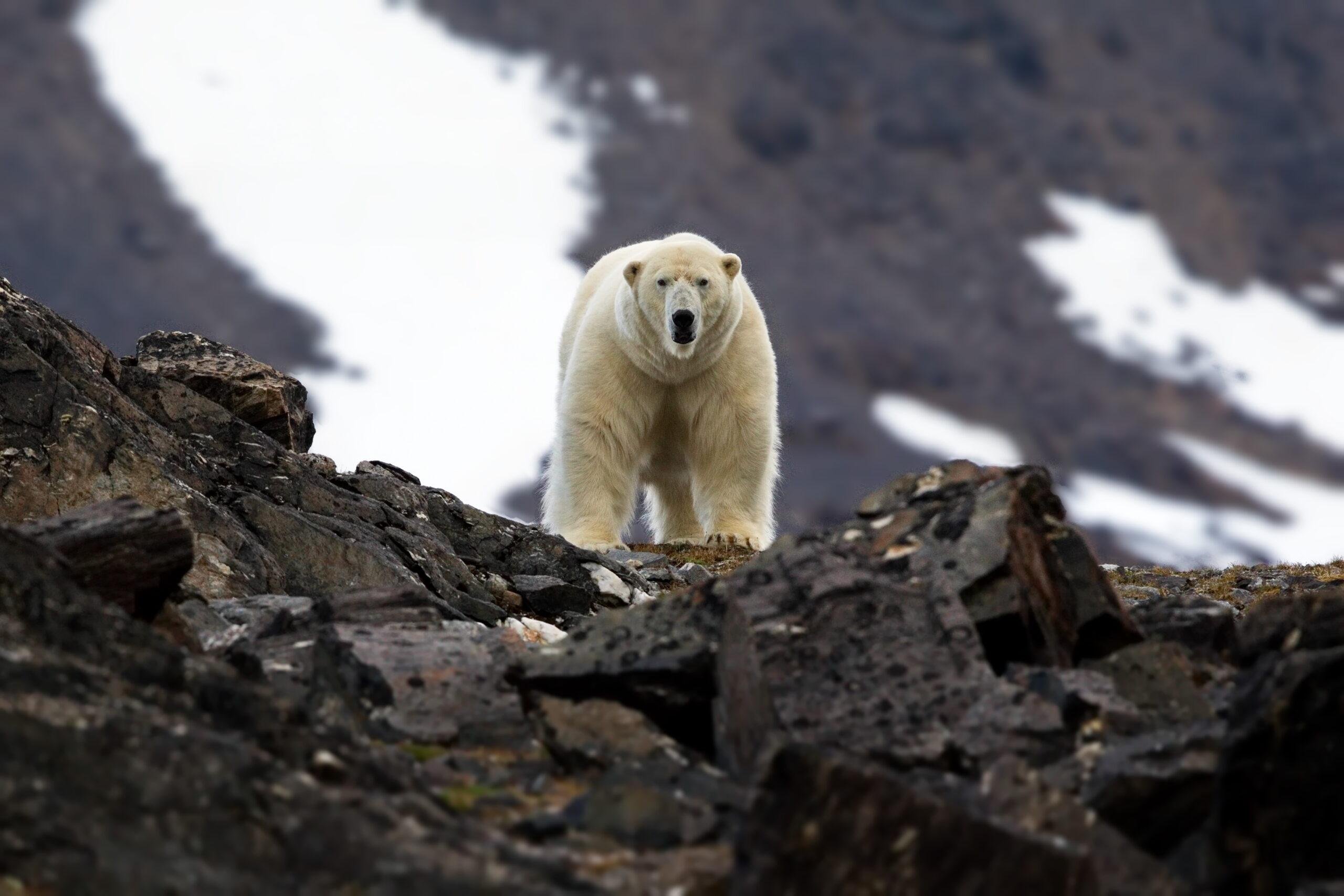 Дикая природа белого медведя. Шпицберген белые медведи. Северный Ледовитый океан белый медведь. Медведь гора. Белый медведь в природе.