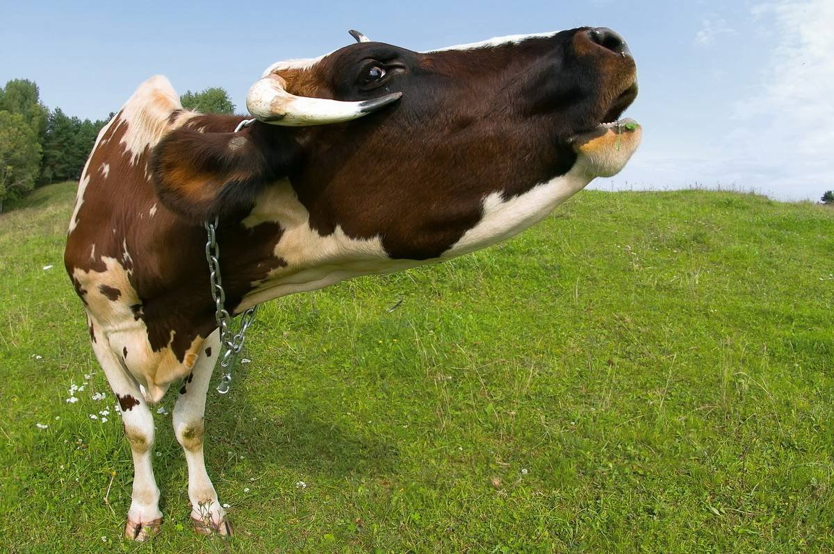 Корова муууу