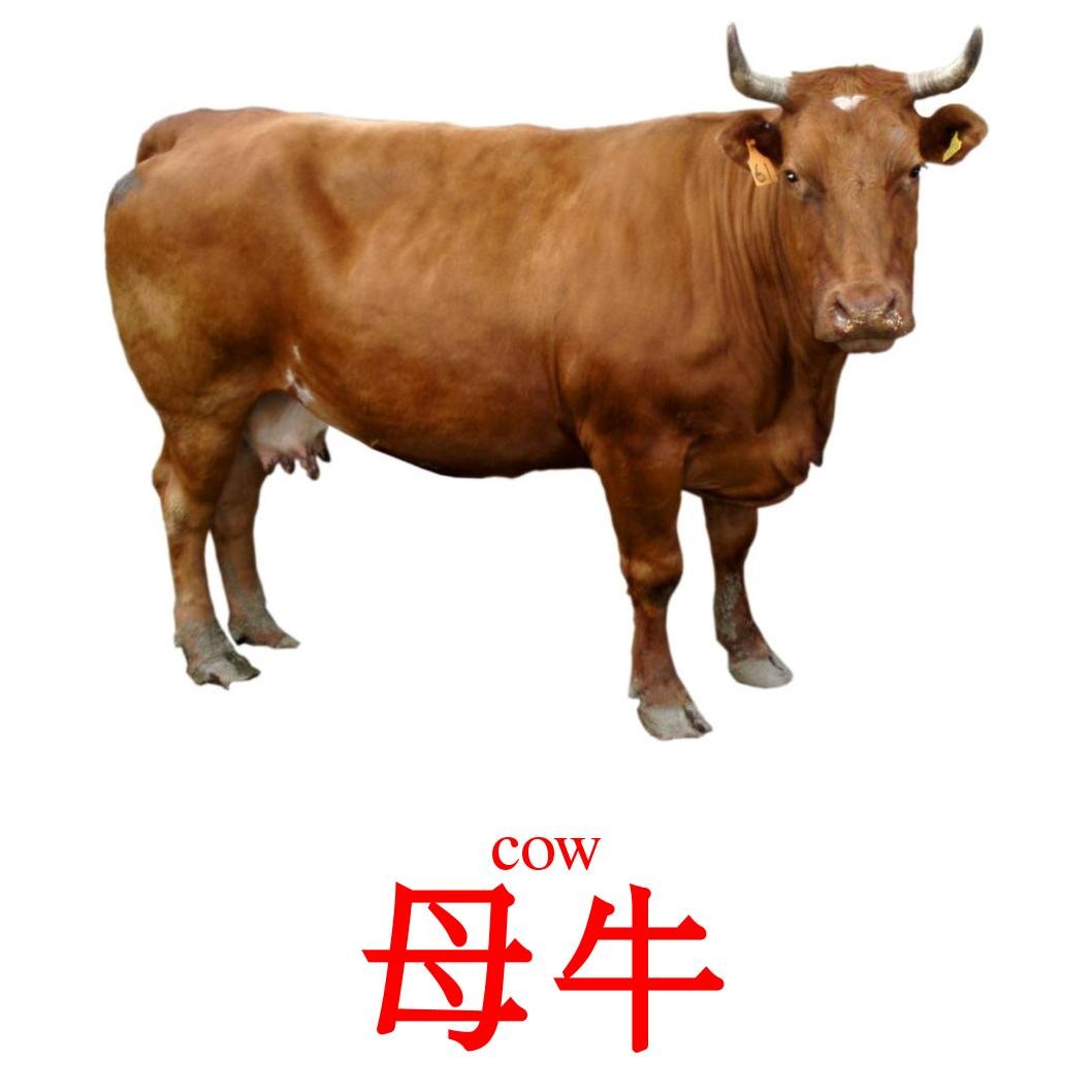 Карточки Домана корова