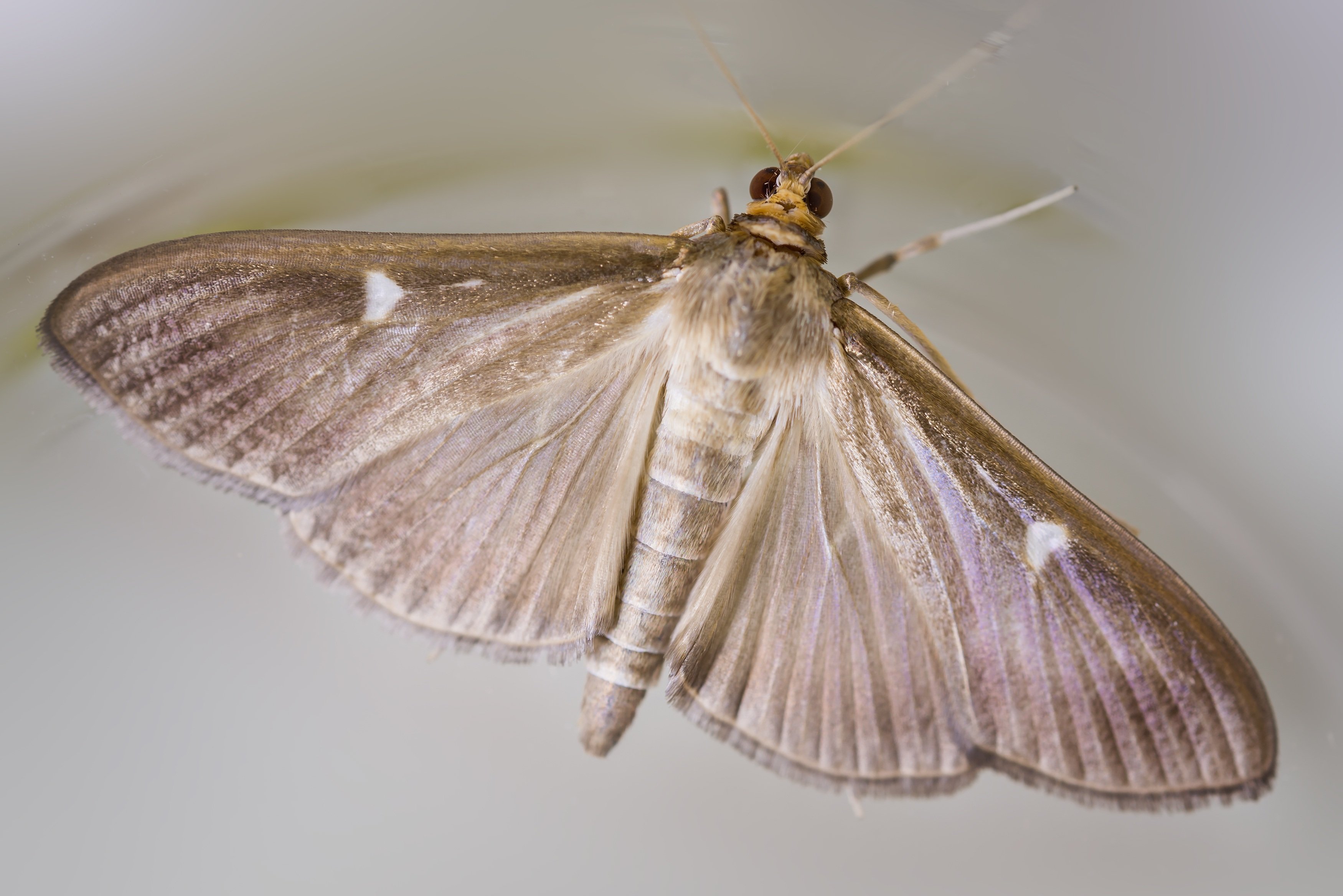 Моль 46 моль моль. Моль платяная насекомое. Платяная моль (Tineola bisselliella) личинки Коконы. Бабочка моли платяной. Бабочки моли чешуекрылые.