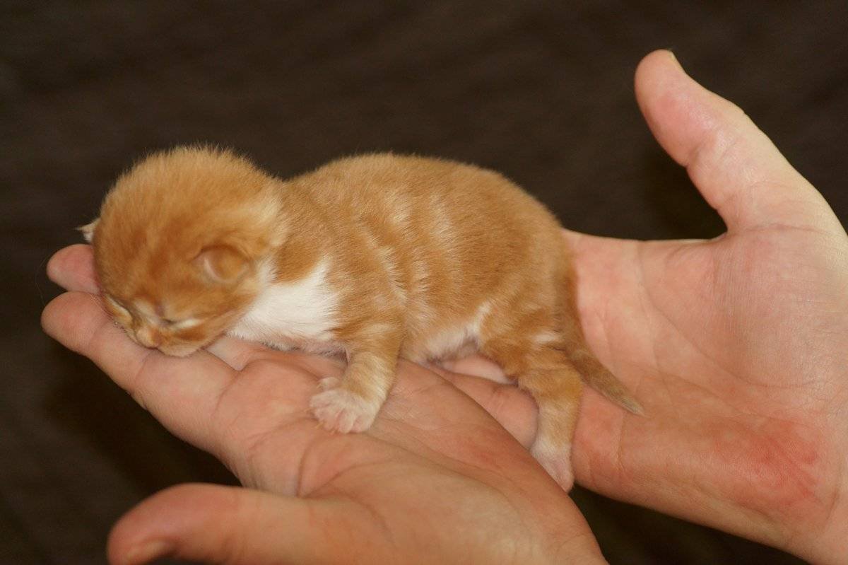 Самая маленькая кошка