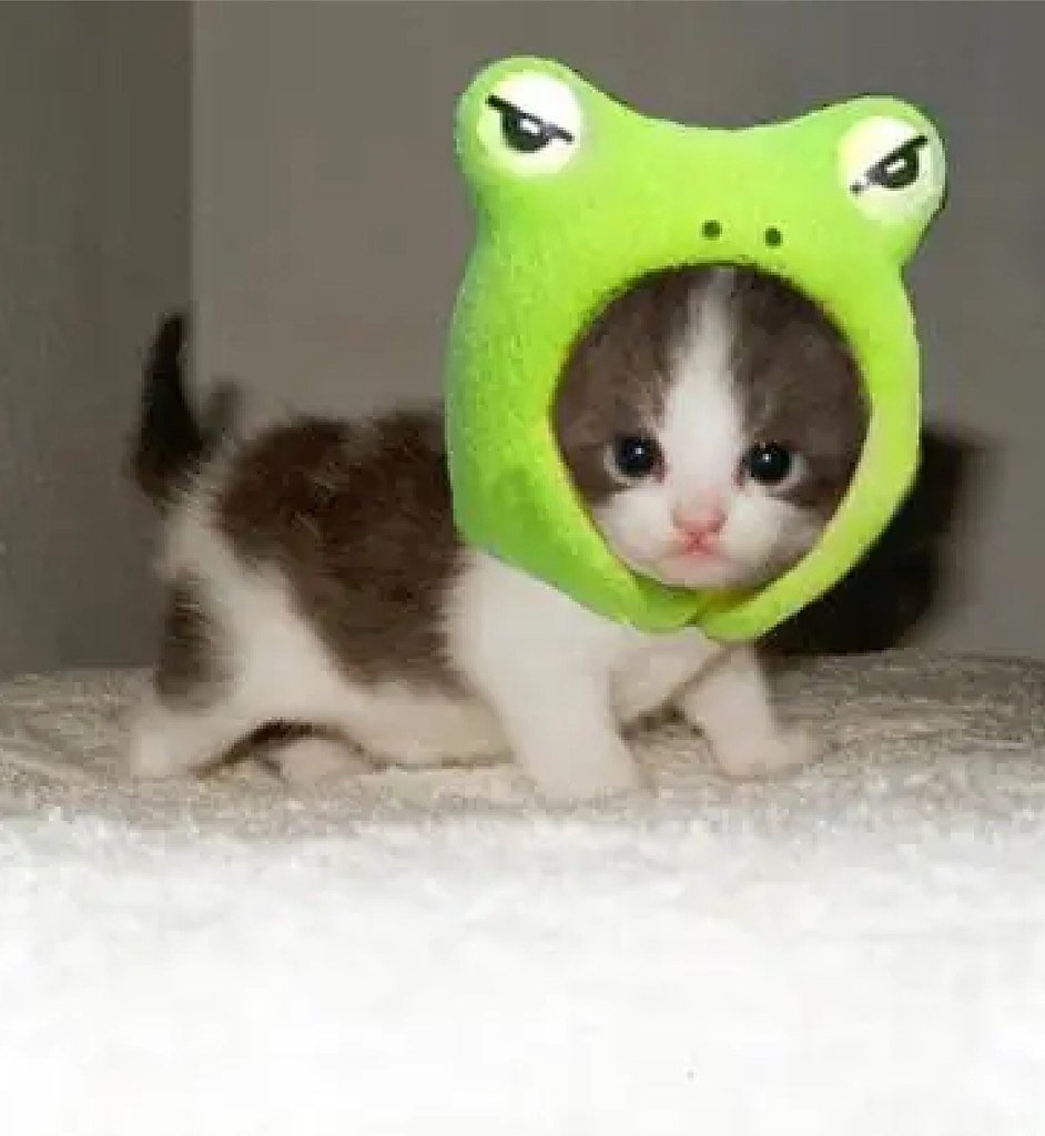 Котик в костюме лягушки арт