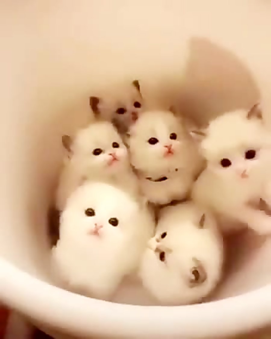 Самые мимимишные котики