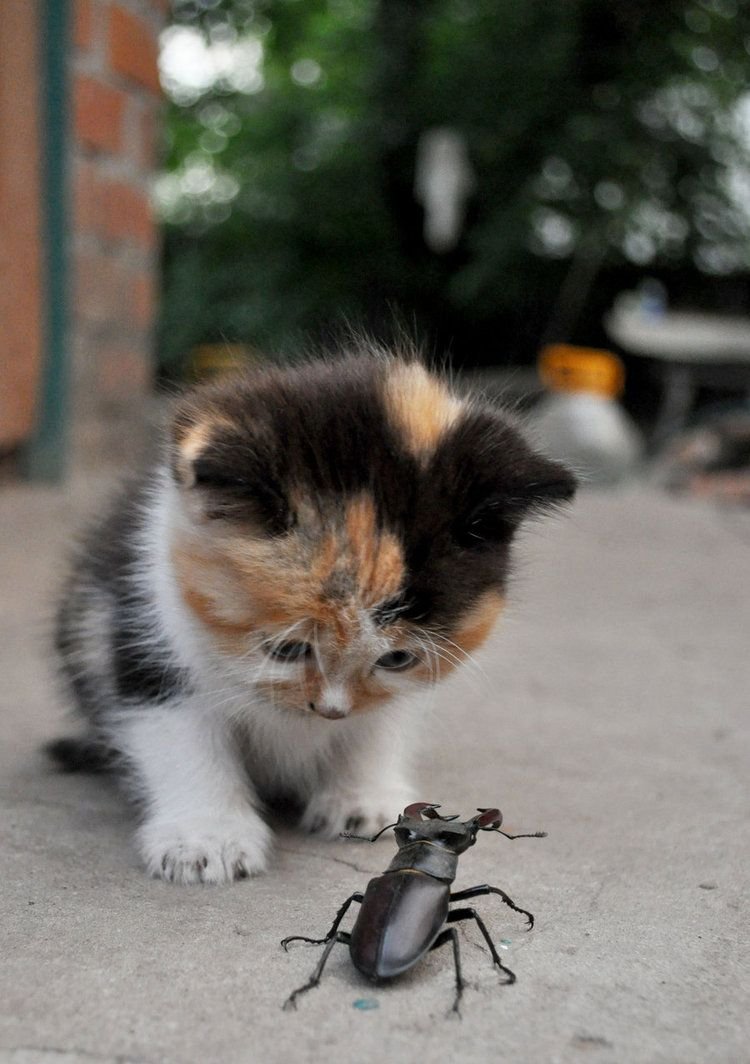 Самые маленькие котики