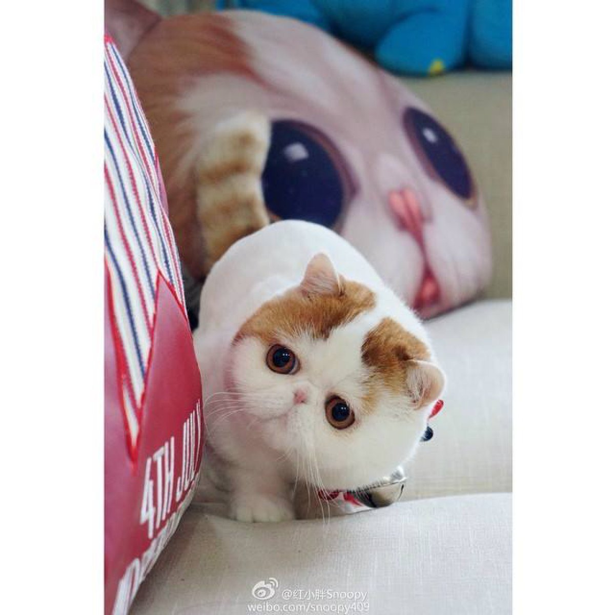 Кот Снупи котенок