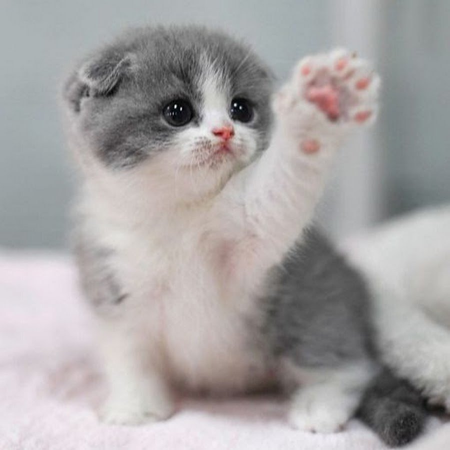 Маленький милый котенок