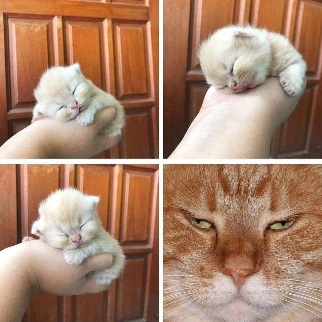 Котики большой и маленький