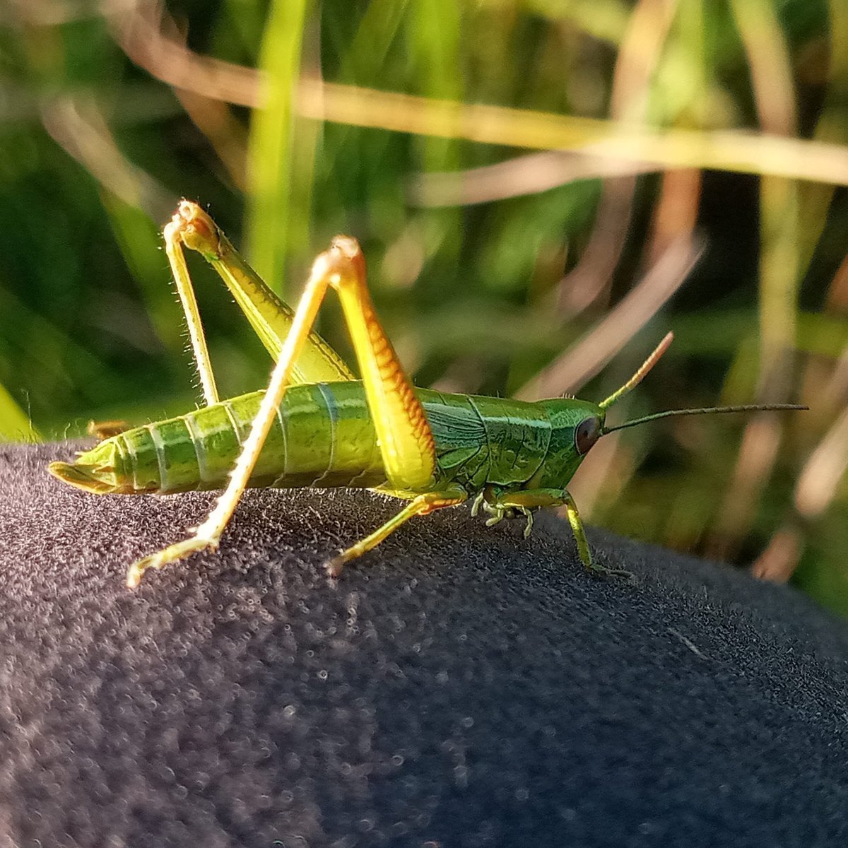 Богомол питается