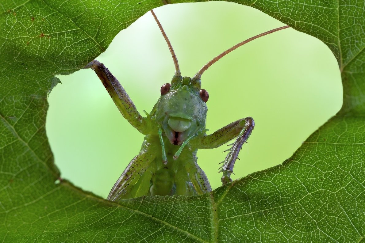 Гигантский папуанский кузнечик