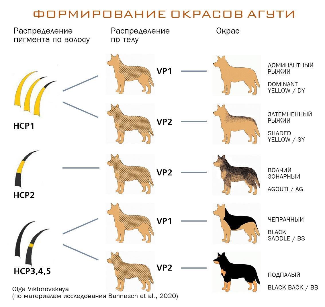 Какой окрас у собаки. Схема генетики окрасов. Генетика окрасов собак. Ген агути. Окраска агути генетика.