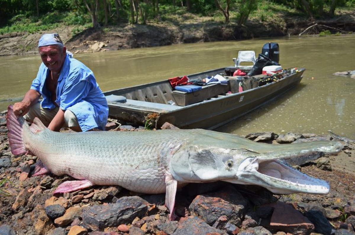 Рыба панцирник Аллигатор