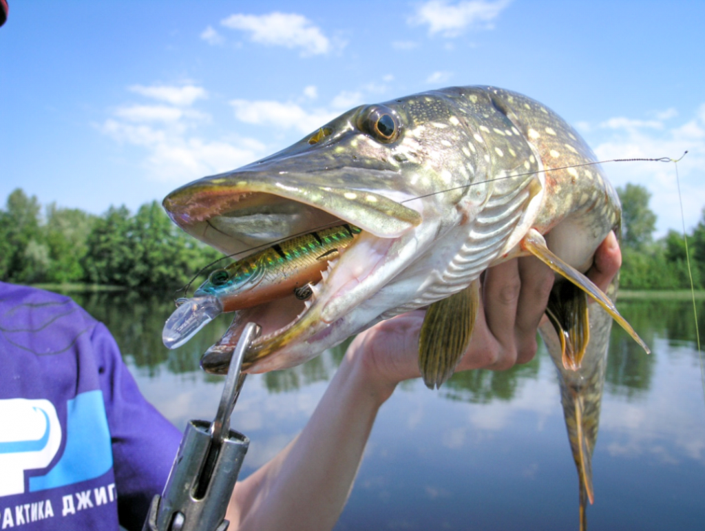 Щука рыба рекорд