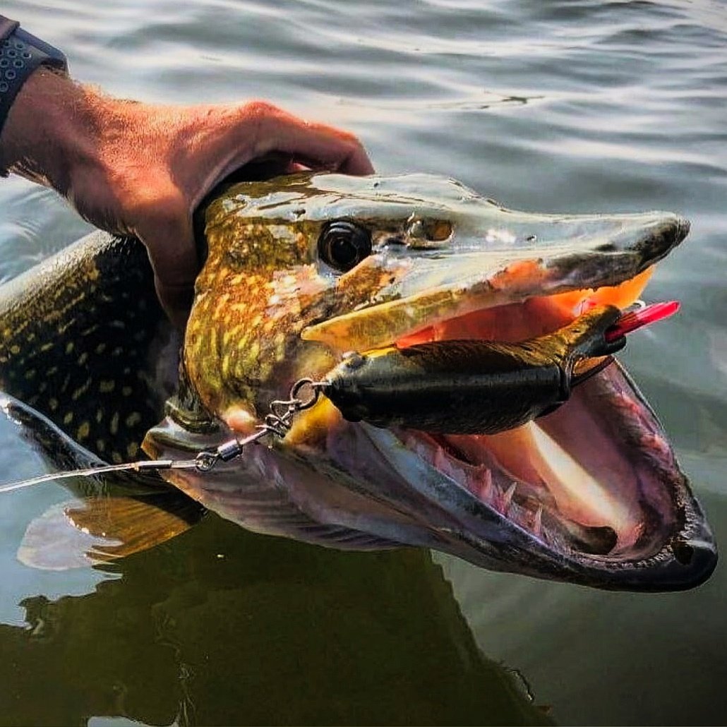 Щуки монстры