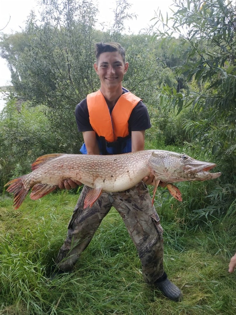 Крокодиловая щука