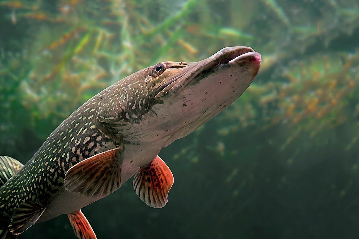 Крупная щука