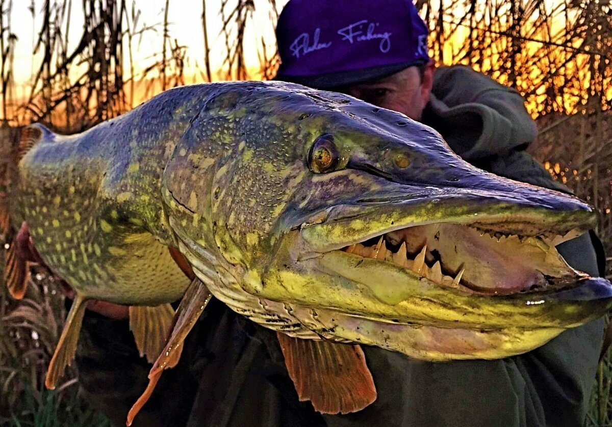 Щука фермер