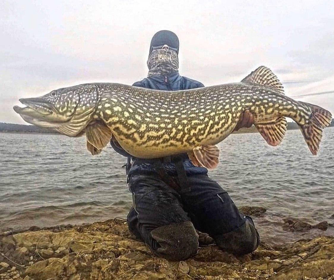 Трофейная щука Savage Gear