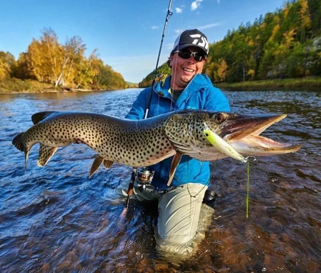 Амурская пятнистая щука