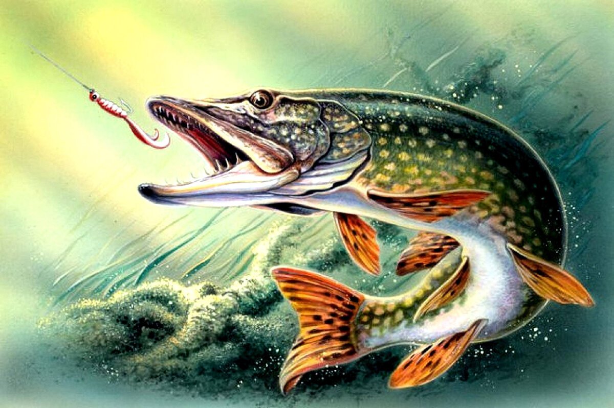 Ильмень щука рекорд