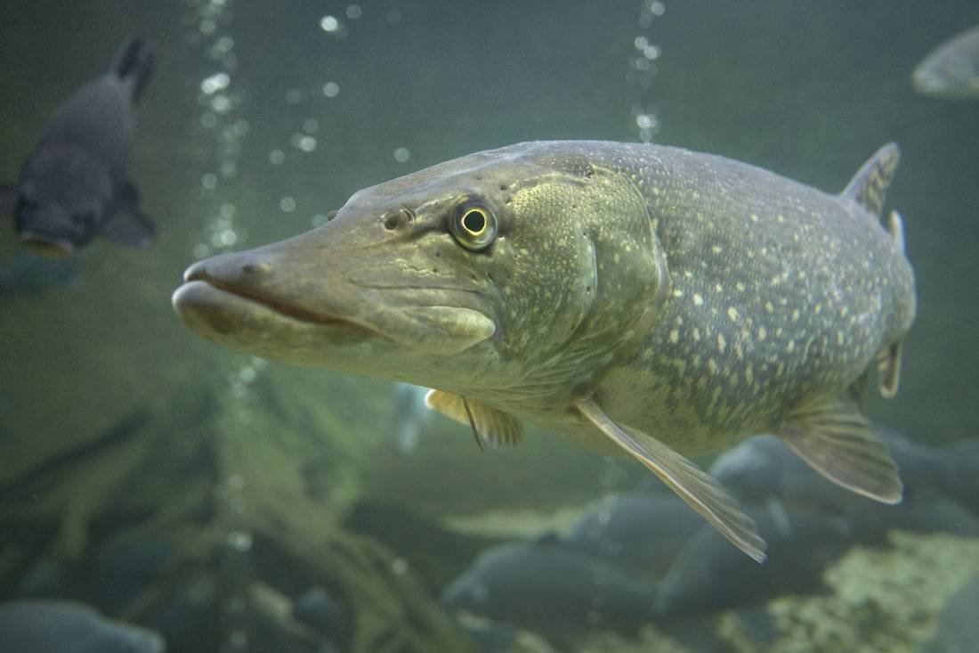 Щука травянка