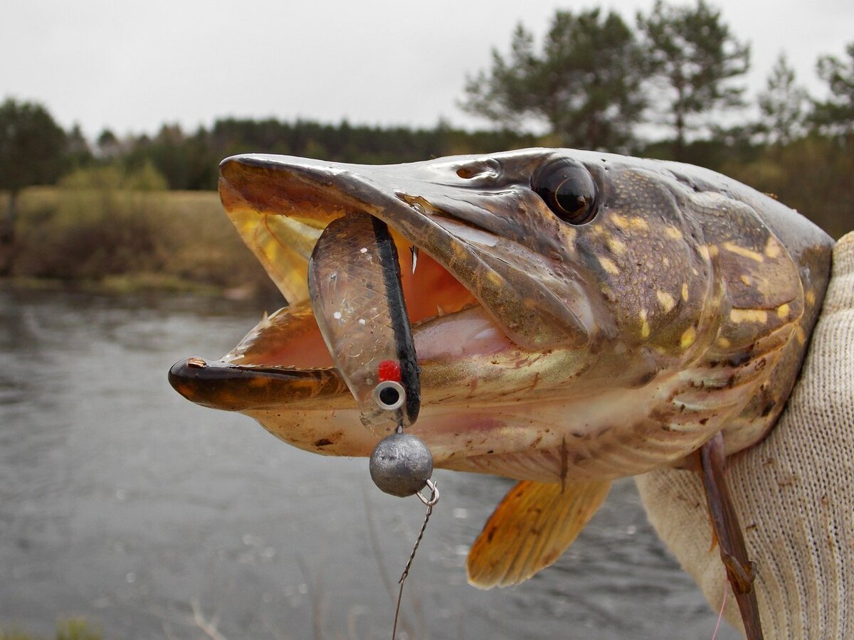 Щука без фона