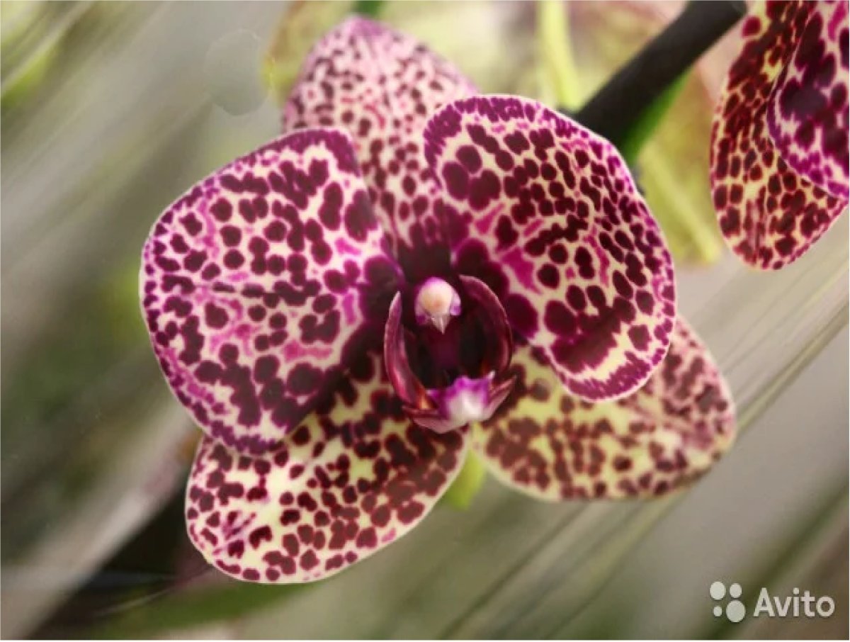 Фаленопсис Рембрандт