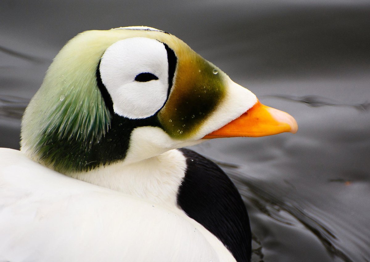 Полярная Гага