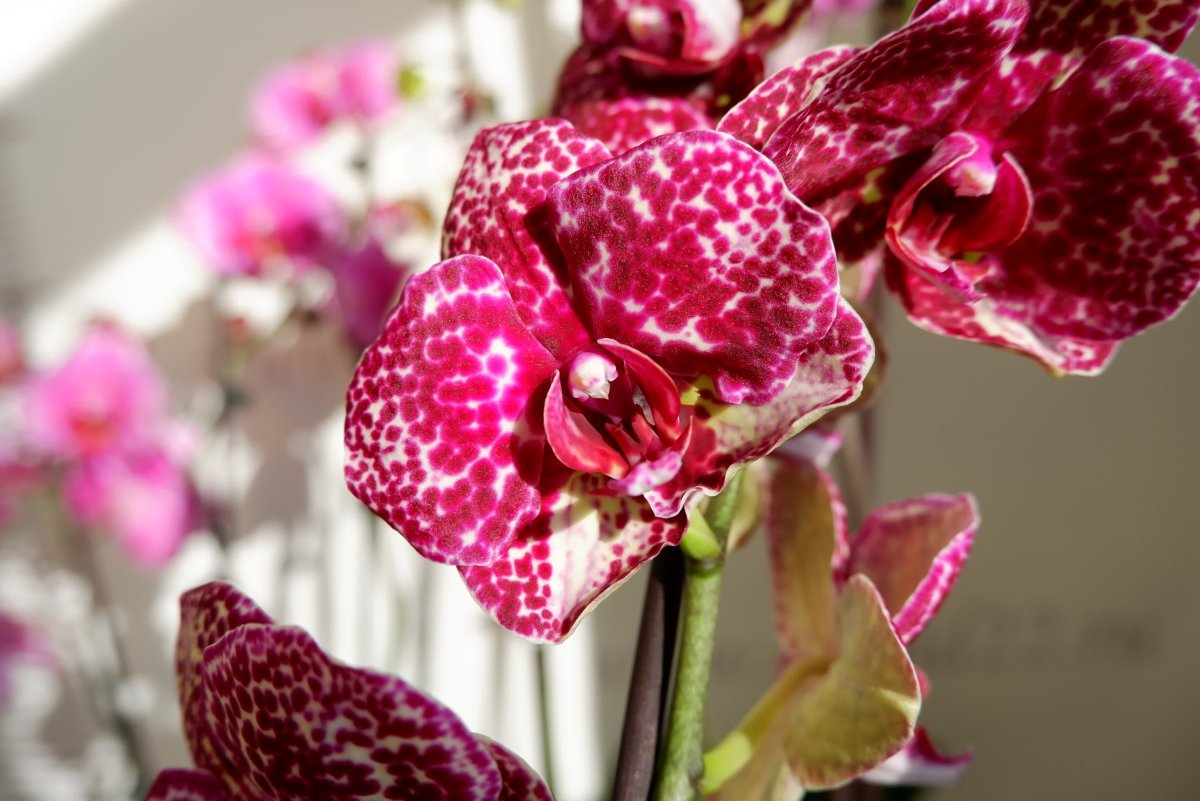 Орхидея Ягуар фаленопсис