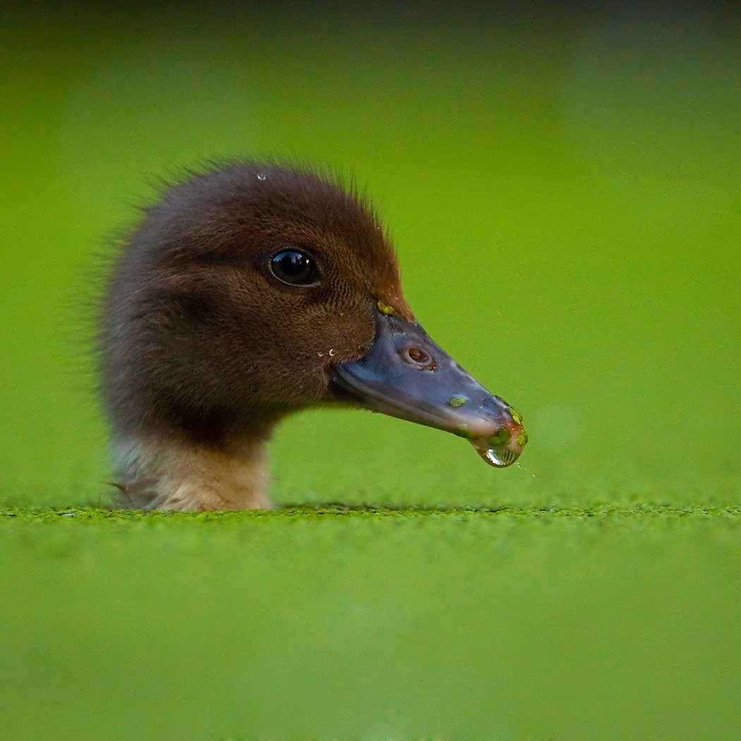 Утки млекопитающие