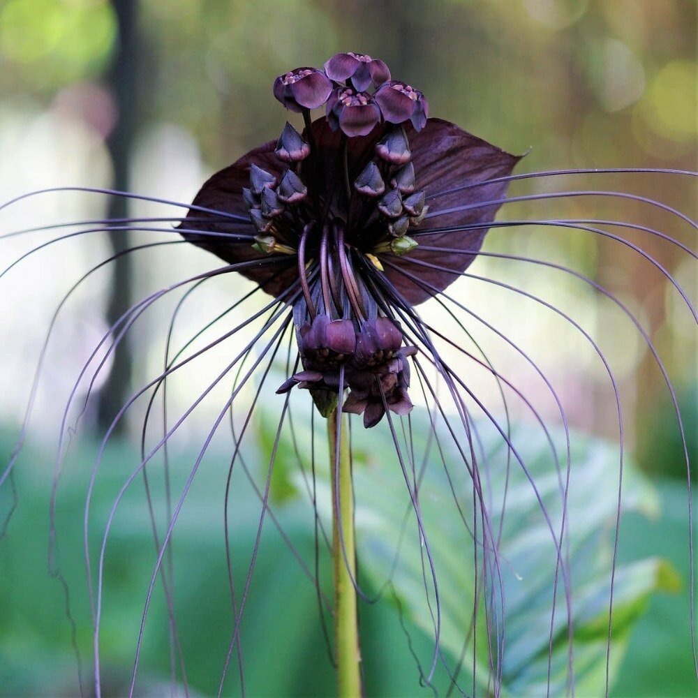 Такка Шантрье Tacca chantrieri