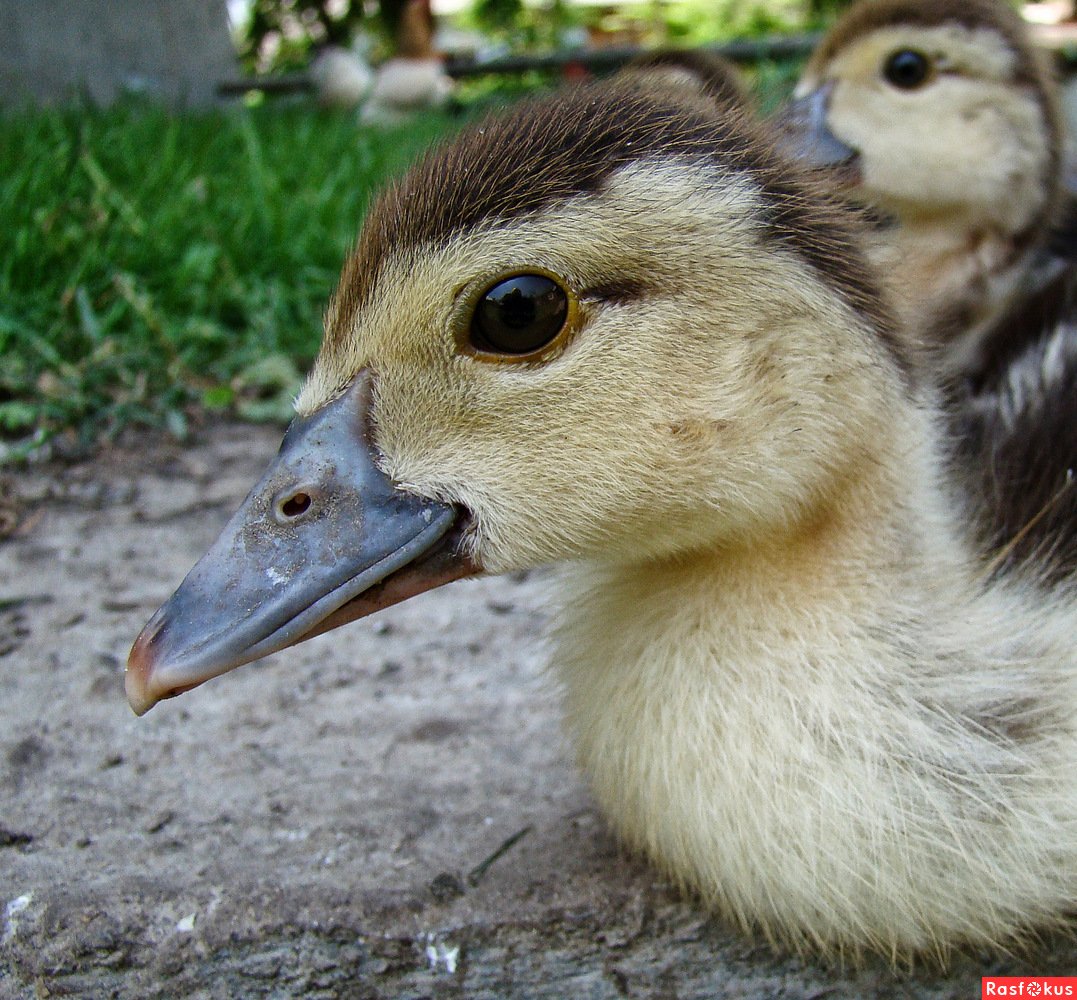 Утка с бровями