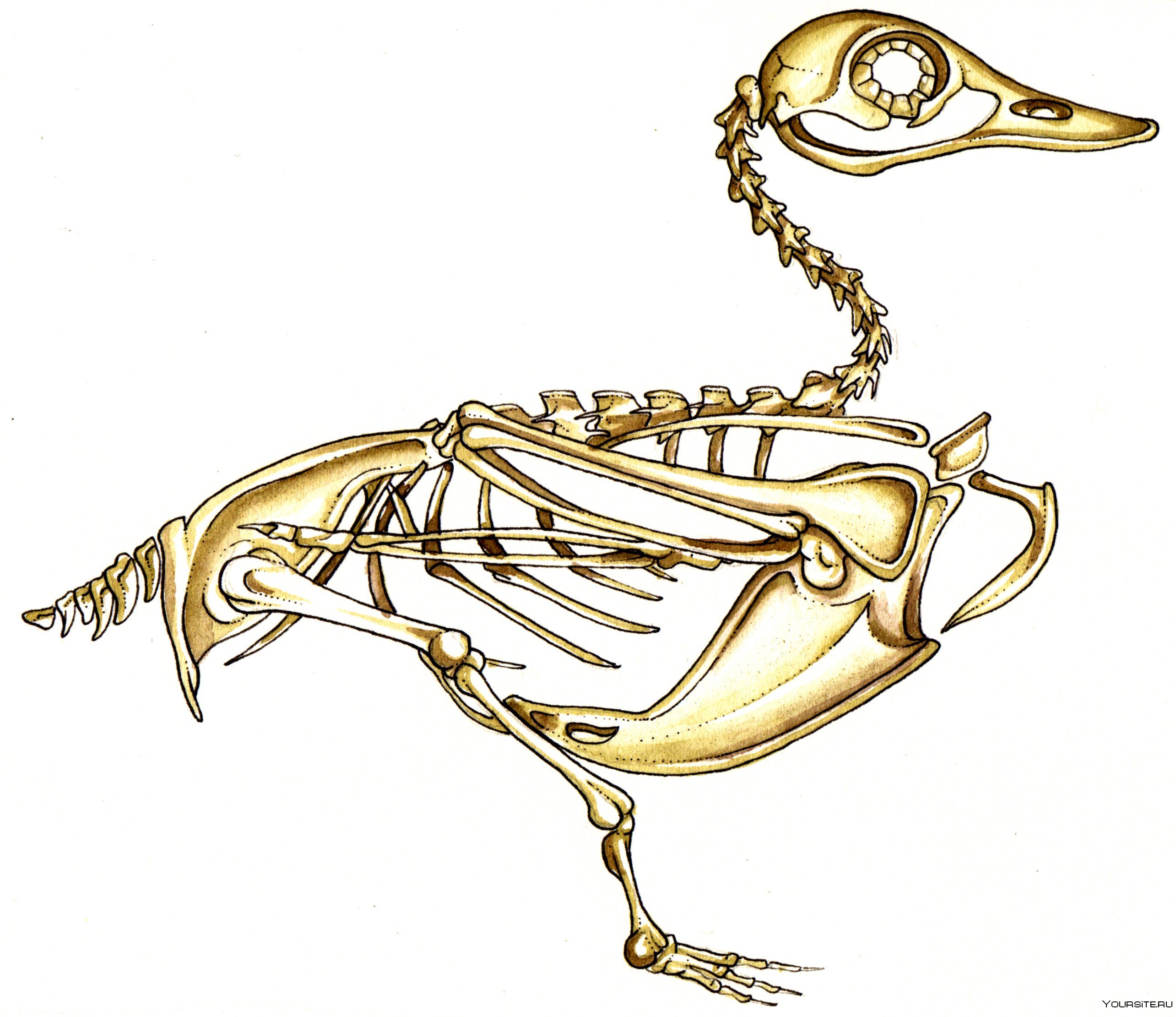 На рисунке изображен скелет птицы. Скелет кряквы утки. Анатомия скелета гуся. Строение скелета утки кряквы. Скелет птицы анатомия.
