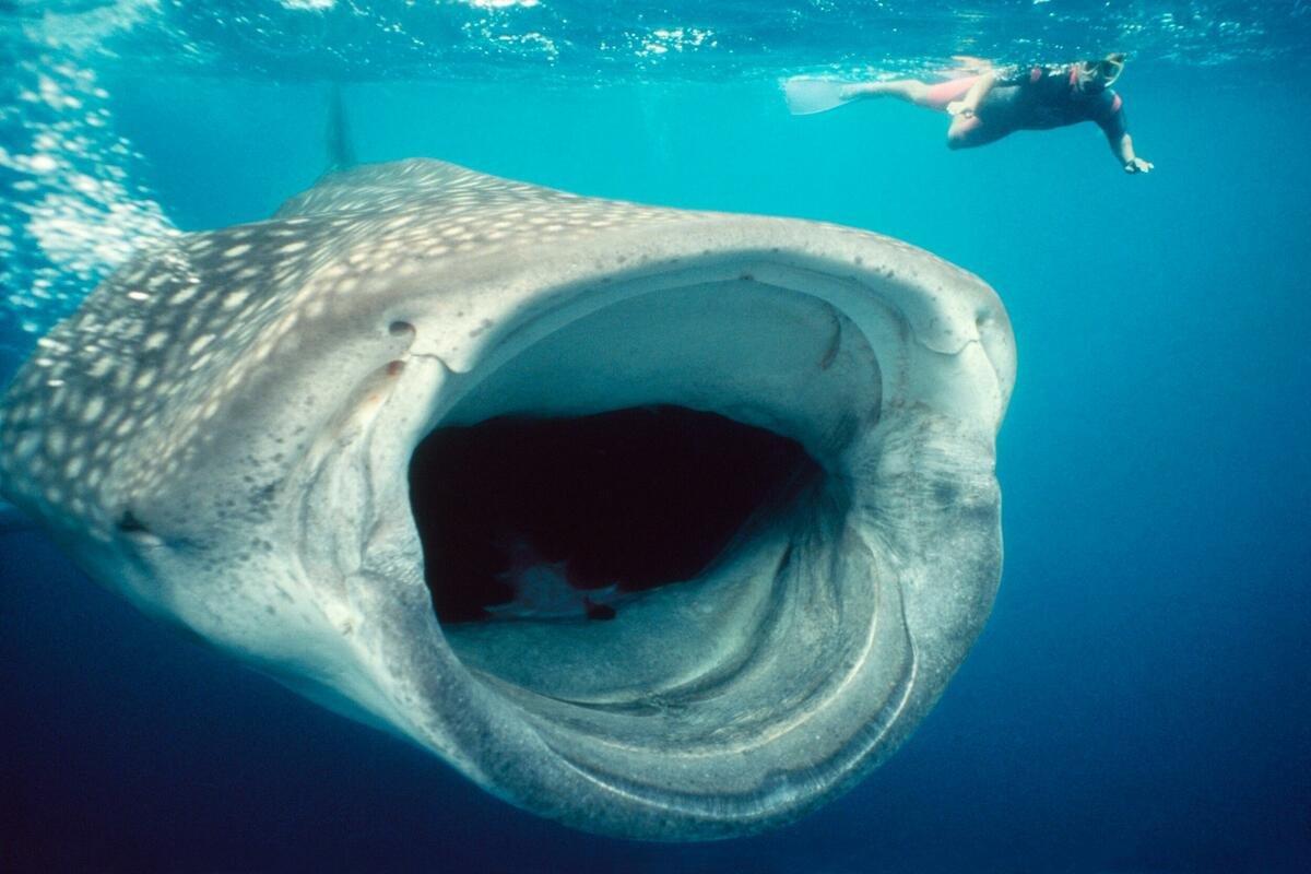 Сезон акул 2020