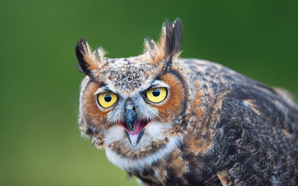 Саяны Филин