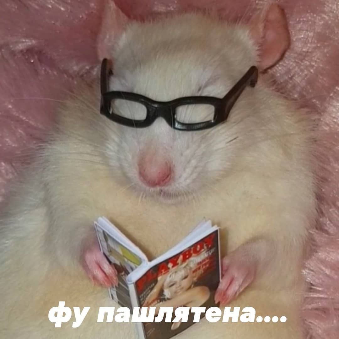 Крыса в очках