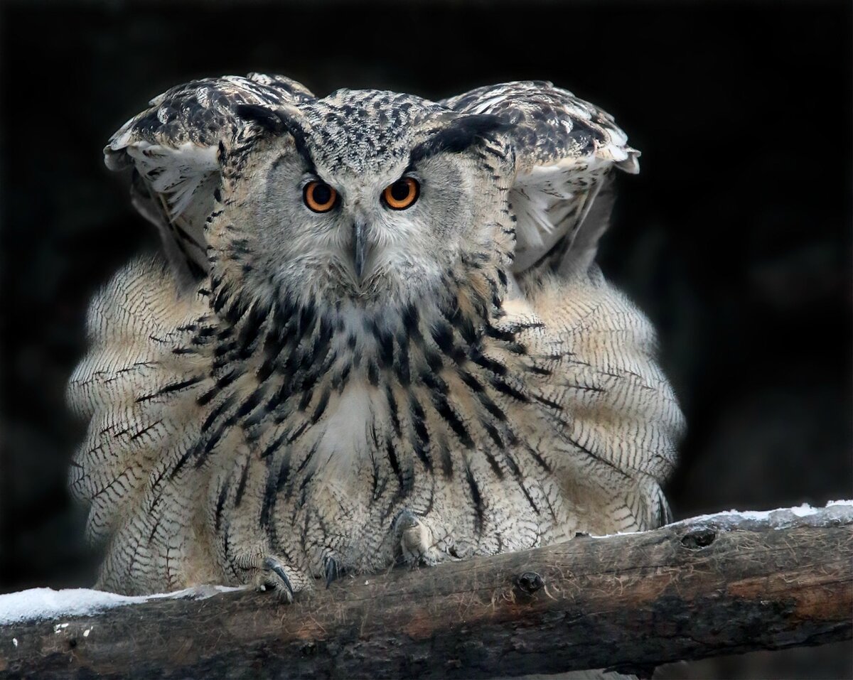 Западносибирский Филин