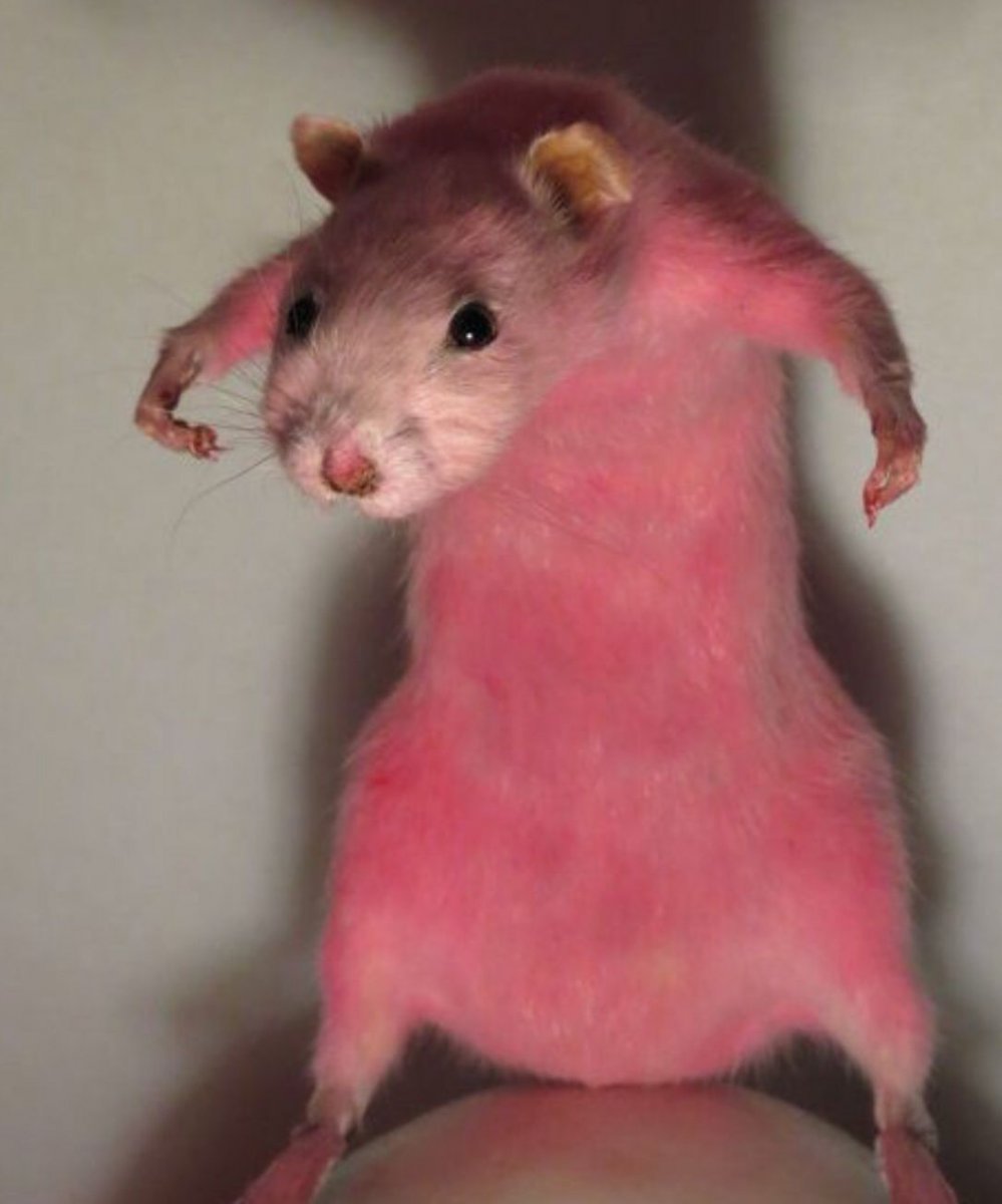 Красная мышь Мем