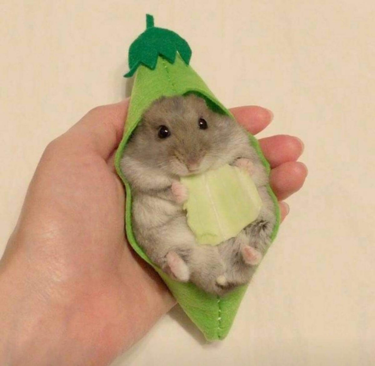 Хомяк авокадо