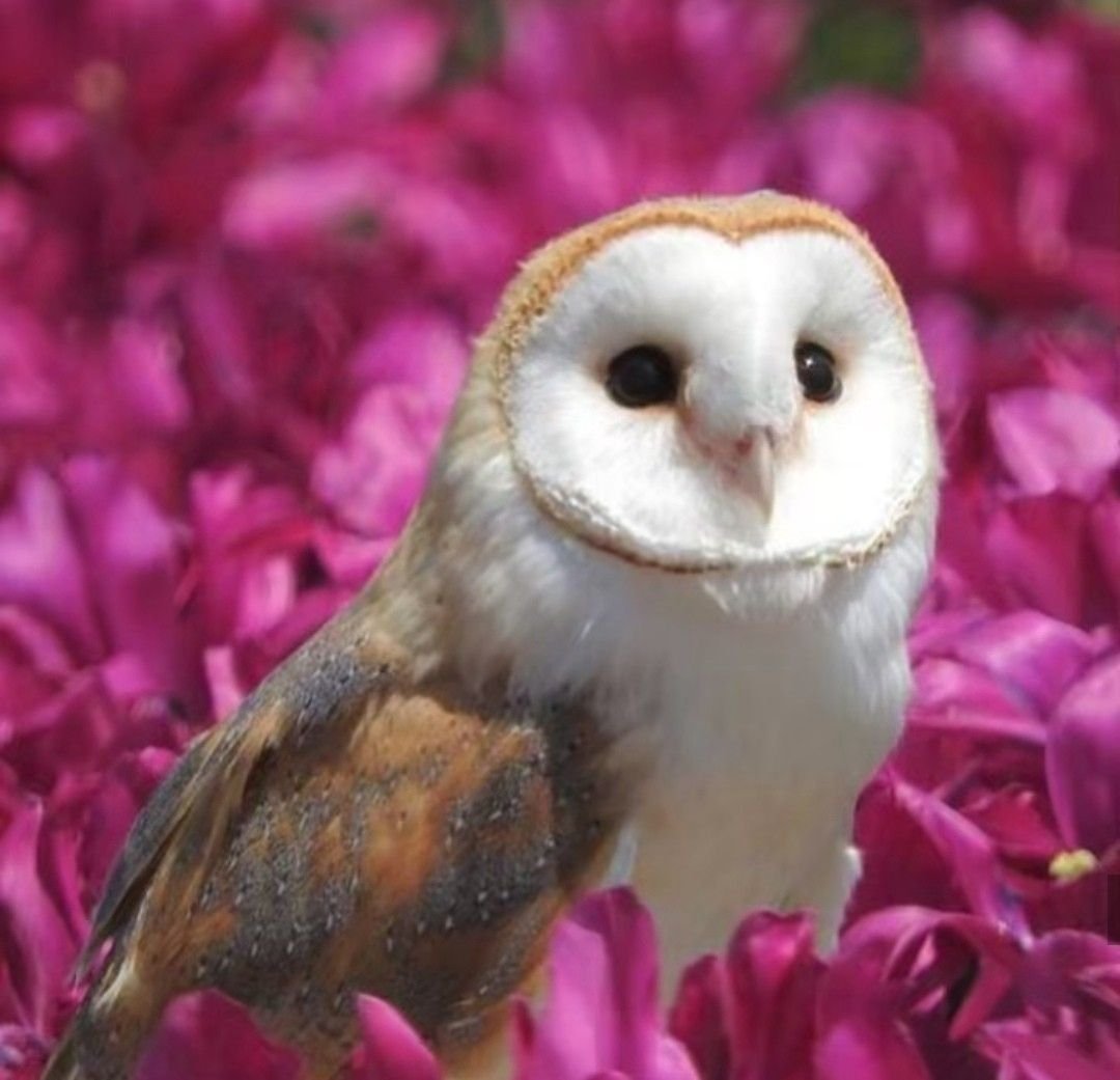 Сипуха в цветах