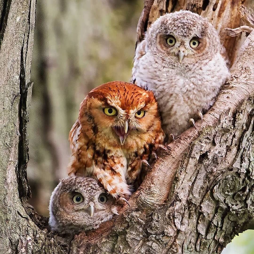 Совообразные милые