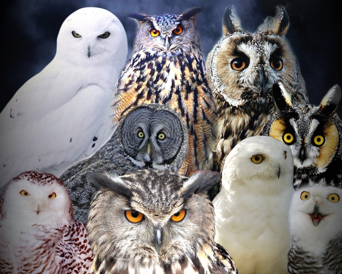 Полярная ушастая Сова