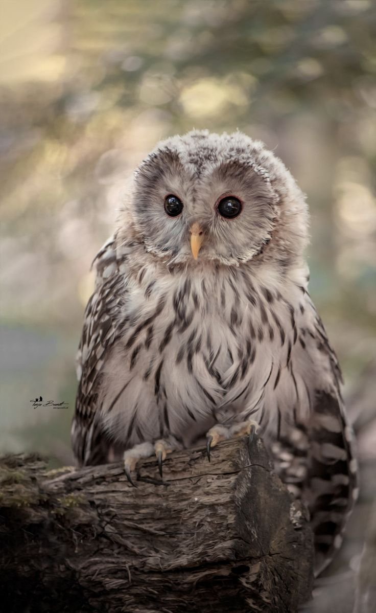 Филин крупным планом